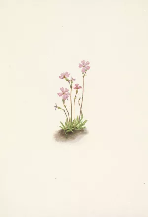 Alberta Primrose. Primula maccalliana by Mary Vaux Walcott Oil Painting
