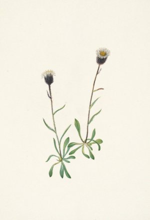 Aleutian Fleabane. Erigeron unalaschensis by Mary Vaux Walcott Oil Painting