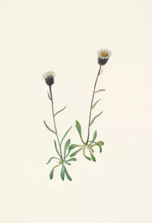 Aleutian Fleabane. Erigeron unalaschensis by Mary Vaux Walcott Oil Painting