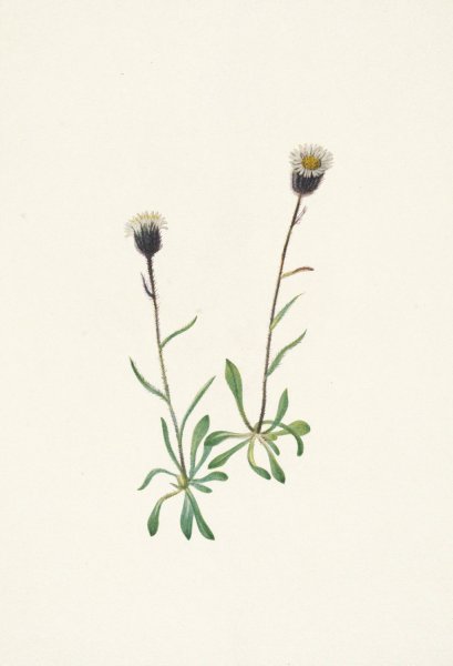 Aleutian Fleabane. Erigeron unalaschensis  by Mary Vaux Walcott - Hand-Painted Oil Painting Reproduction