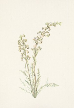 Alpine Femleaf. Pedicularis contorta by Mary Vaux Walcott Oil Painting