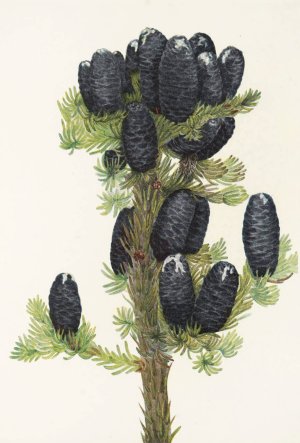 Alpine Fir. by Mary Vaux Walcott Oil Painting