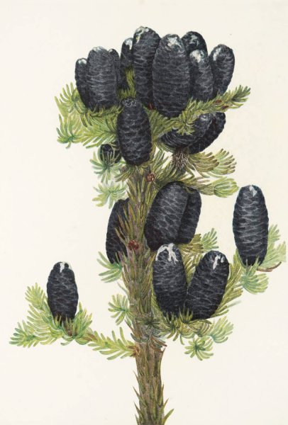 Alpine Fir.  by Mary Vaux Walcott - Hand-Painted Oil Painting Reproduction