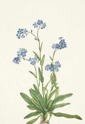 Alpine Forget-me-not. Myosotis alpestris by Mary Vaux Walcott Oil Painting