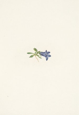Alpine Harebell. Campanula lasiocarpa by Mary Vaux Walcott Oil Painting
