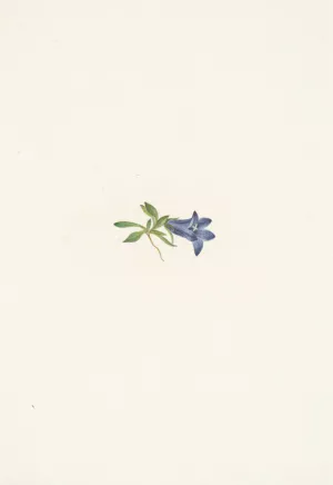Alpine Harebell. Campanula lasiocarpa by Mary Vaux Walcott Oil Painting