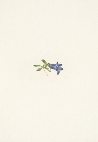 Alpine Harebell. Campanula lasiocarpa  by Mary Vaux Walcott - Hand-Painted Oil Painting Reproduction