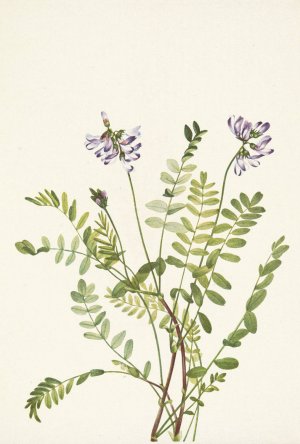 Alpine Milkvetch. Astragalus alpinus by Mary Vaux Walcott Oil Painting