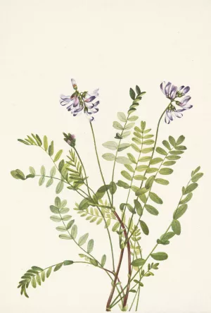 Alpine Milkvetch. Astragalus alpinus by Mary Vaux Walcott Oil Painting