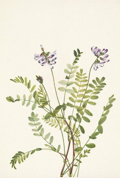 Alpine Milkvetch. Astragalus alpinus  by Mary Vaux Walcott - Hand-Painted Oil Painting Reproduction