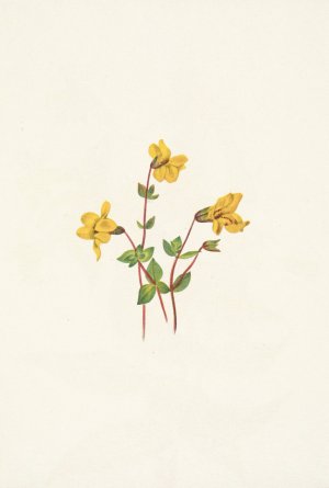 Alpine Monkeyflower. Mimulus caespitosus Oil painting by Mary Vaux Walcott