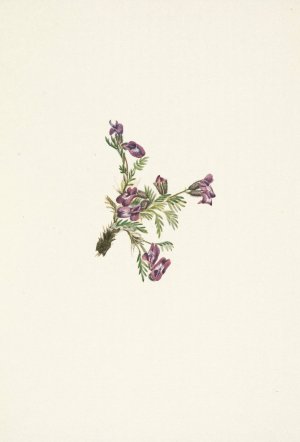 Alpine Pointvetch by Mary Vaux Walcott Oil Painting