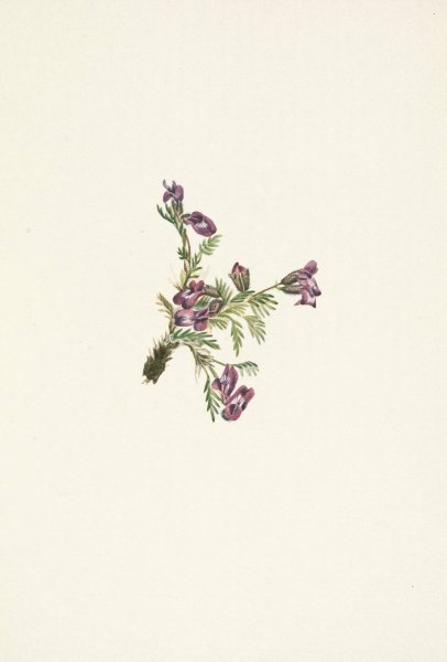 Alpine Pointvetch  by Mary Vaux Walcott - Hand-Painted Oil Painting Reproduction