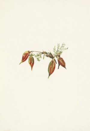 Alpine Pointvetch by Mary Vaux Walcott Oil Painting