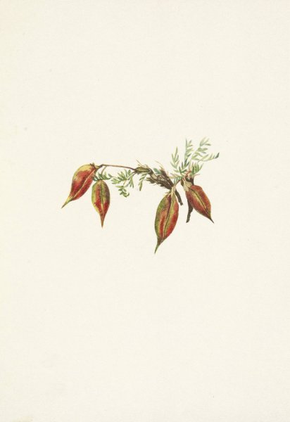 Alpine Pointvetch  by Mary Vaux Walcott - Hand-Painted Oil Painting Reproduction