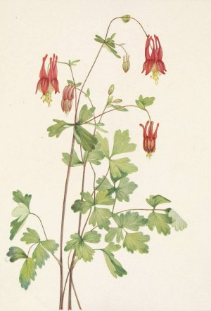 American Columbine. Aquilegia canadensis by Mary Vaux Walcott Oil Painting