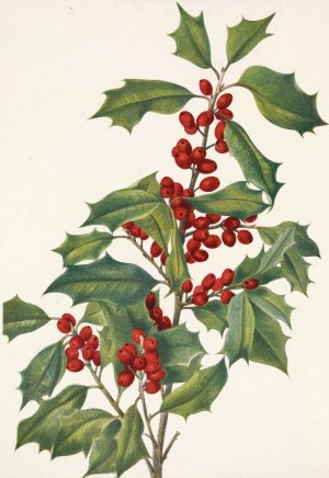 American Holly. Ilex opaca by Mary Vaux Walcott Oil Painting