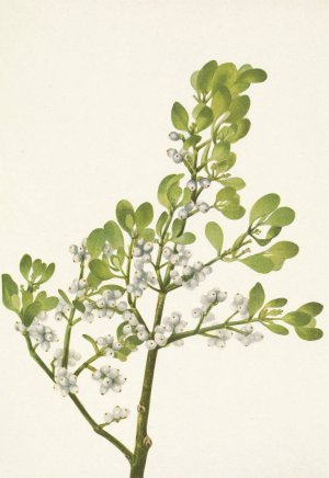 American Mistletoe. Phoradendron flavescens by Mary Vaux Walcott Oil Painting