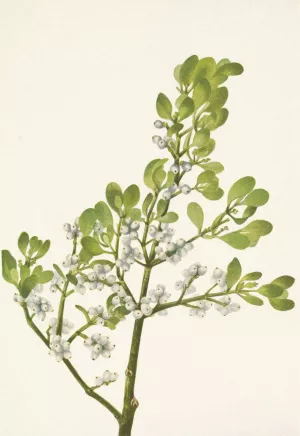 American Mistletoe. Phoradendron flavescens Oil painting by Mary Vaux Walcott