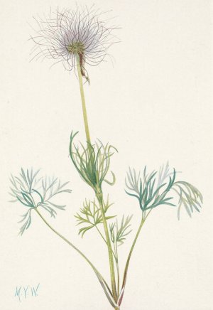 American Pasqueflower by Mary Vaux Walcott Oil Painting