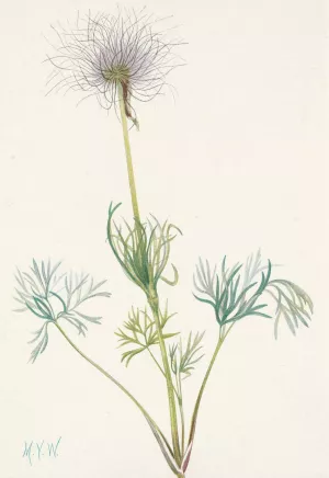 American Pasqueflower by Mary Vaux Walcott Oil Painting