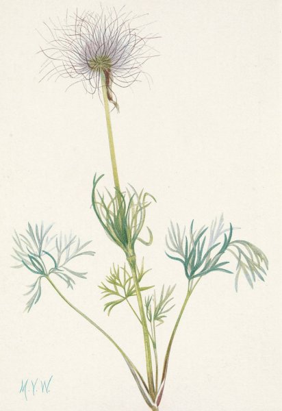 American Pasqueflower  by Mary Vaux Walcott - Hand-Painted Oil Painting Reproduction