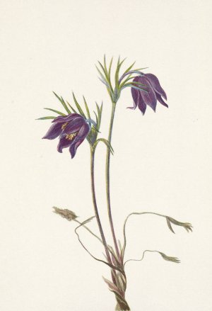 American Pasqueflower by Mary Vaux Walcott Oil Painting