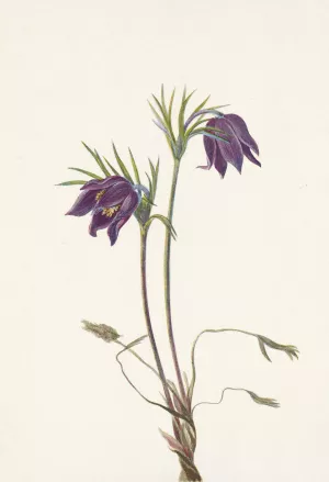 American Pasqueflower Oil painting by Mary Vaux Walcott