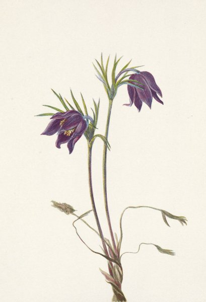 American Pasqueflower  by Mary Vaux Walcott - Hand-Painted Oil Painting Reproduction