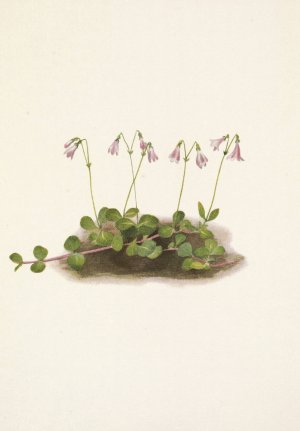 American Twinflower. Linnaea borealis americana by Mary Vaux Walcott Oil Painting