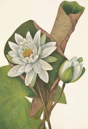 American Waterlily. Castalia odorata by Mary Vaux Walcott Oil Painting
