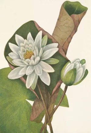 American Waterlily. Castalia odorata Oil painting by Mary Vaux Walcott