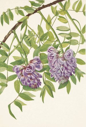 American Wistaria. Kraunhia frutescens by Mary Vaux Walcott Oil Painting