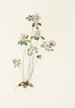Anemonella by Mary Vaux Walcott Oil Painting