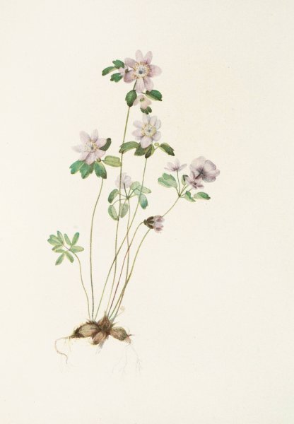 Anemonella  by Mary Vaux Walcott - Hand-Painted Oil Painting Reproduction