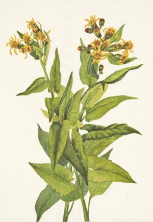 Arrowleaf Groundsel. Senecia triangularis by Mary Vaux Walcott Oil Painting