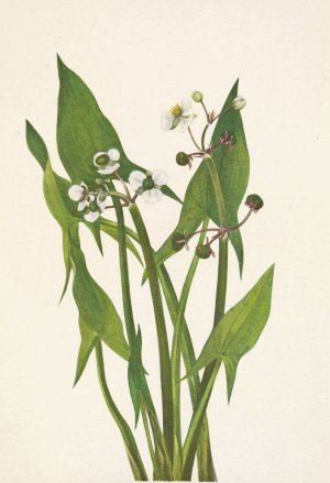 Arum Arrowhead. Sagittaria cuneata by Mary Vaux Walcott Oil Painting
