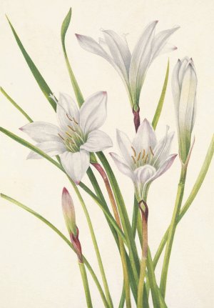 Atamasco-lily. Atamosco atamasco by Mary Vaux Walcott Oil Painting