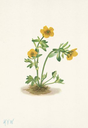Avalanche Buttercup. Ranunculus suksdorfii by Mary Vaux Walcott Oil Painting