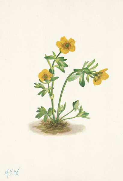 Avalanche Buttercup. Ranunculus suksdorfii  by Mary Vaux Walcott - Hand-Painted Oil Painting Reproduction