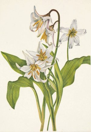 Avalanche-lily. Erythronium montanum by Mary Vaux Walcott Oil Painting