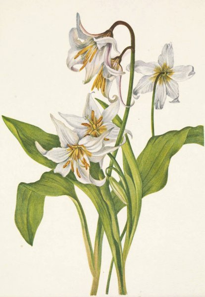 Avalanche-lily. Erythronium montanum  by Mary Vaux Walcott - Hand-Painted Oil Painting Reproduction