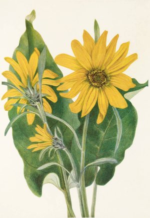 Balsamroot by Mary Vaux Walcott Oil Painting