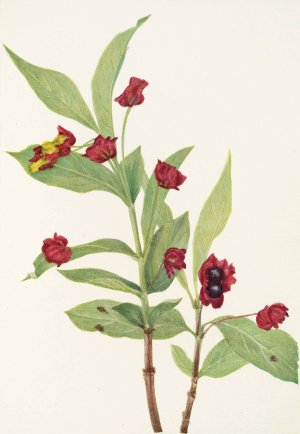 Bearberry Honeysuckle by Mary Vaux Walcott Oil Painting