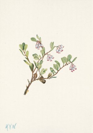 Bearberry by Mary Vaux Walcott Oil Painting