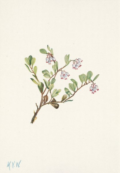 Bearberry  by Mary Vaux Walcott - Hand-Painted Oil Painting Reproduction