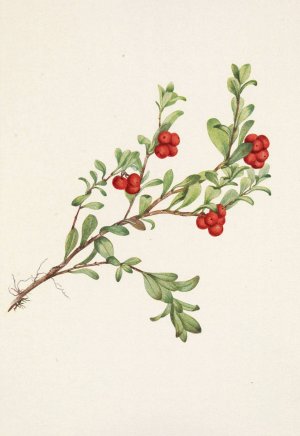 Bearberry by Mary Vaux Walcott Oil Painting