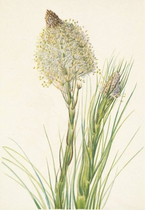 Beargrass. Xerophyllum tenax by Mary Vaux Walcott Oil Painting