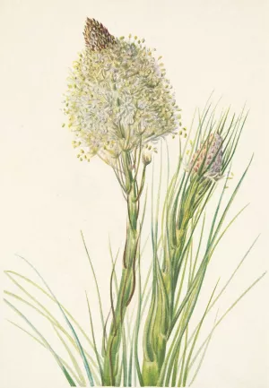 Beargrass. Xerophyllum tenax by Mary Vaux Walcott Oil Painting