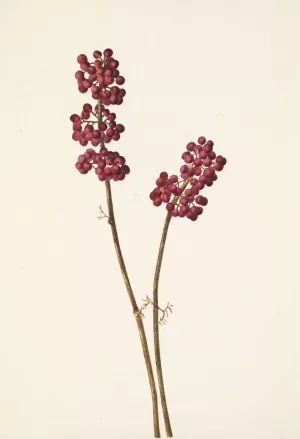 Beautyberry. Callicarpa americana by Mary Vaux Walcott Oil Painting